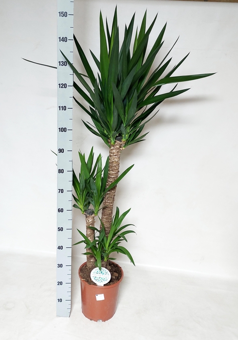 <h4>YUCCA</h4>