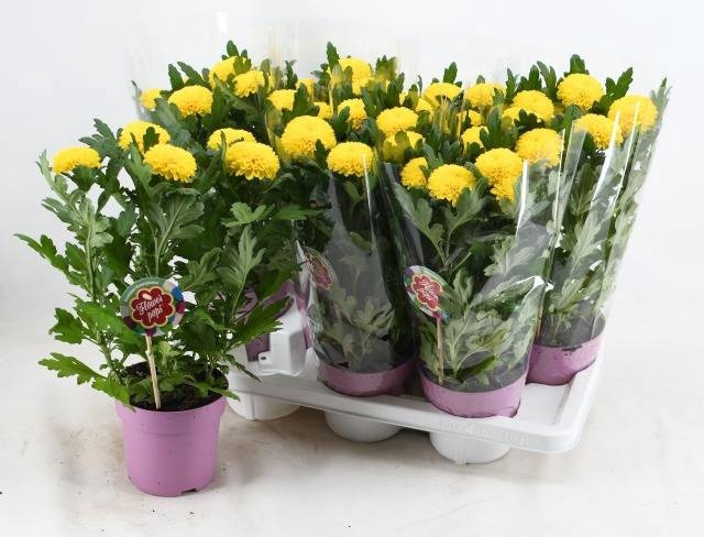 <h4>CHRYS FP YELLOW</h4>