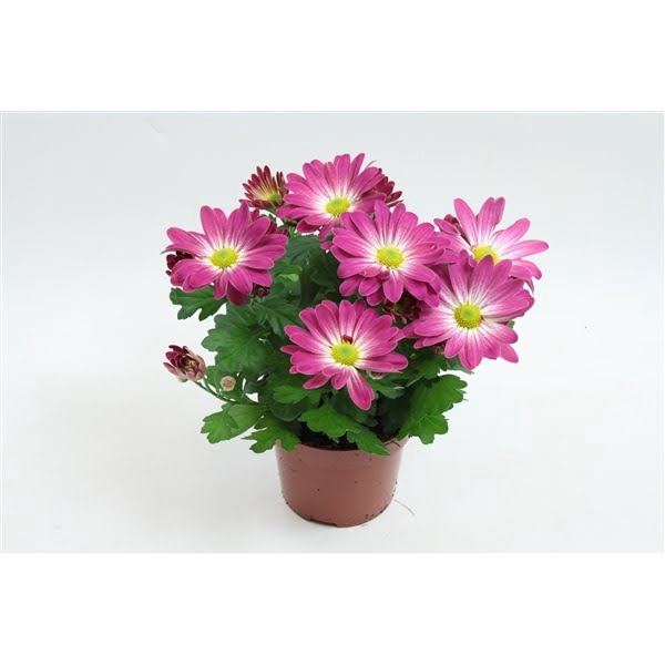 <h4>Rainbow Pink Secret 12 cm</h4>