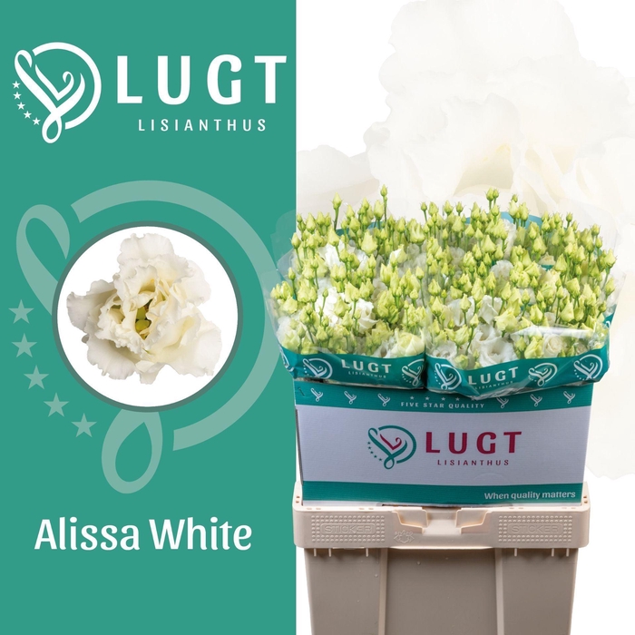<h4>LIS G ALISSA WHITE</h4>