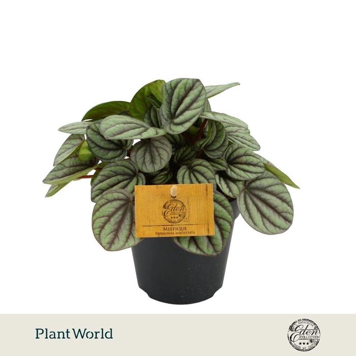 <h4>Peperomia Mistique P12</h4>
