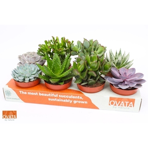Succulenten gemengd 8 soorten