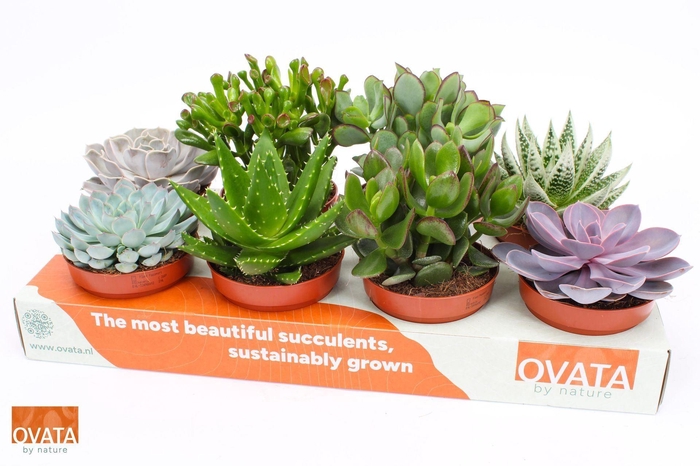 <h4>Succulenten gemengd 8 soorten</h4>