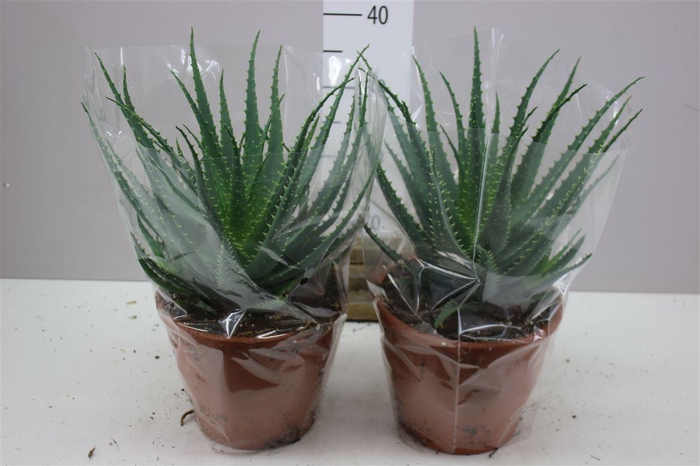 <h4>Aloe Arborescens Xl</h4>