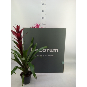 Guzmania   ...mix
