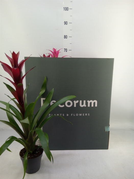 <h4>Guzmania   ...mix</h4>
