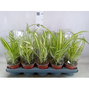Chlorophytum com. 'Variegatum'