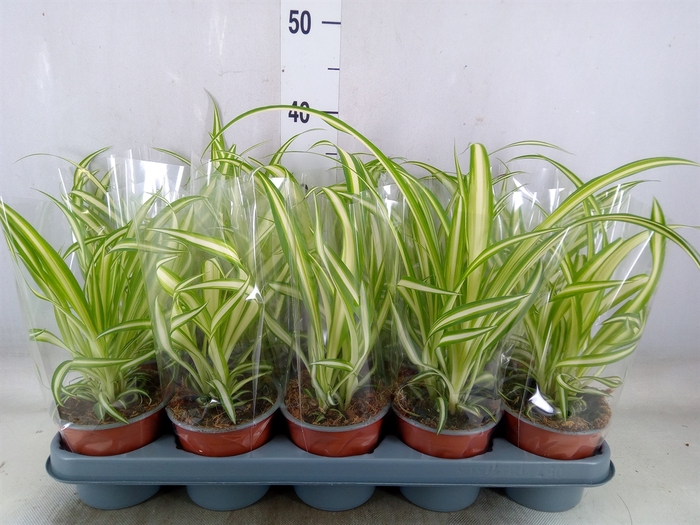 <h4>Chlorophytum com. 'Variegatum'</h4>
