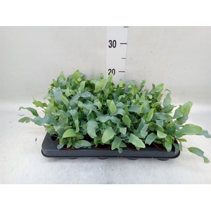 Phlebodium aureum 'Blue Star'