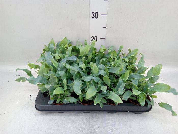 <h4>Phlebodium aureum 'Blue Star'</h4>