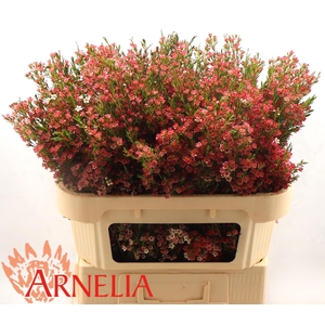 CHAME UN MY SWEET 16