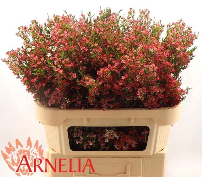 <h4>CHAME UN MY SWEET 16</h4>