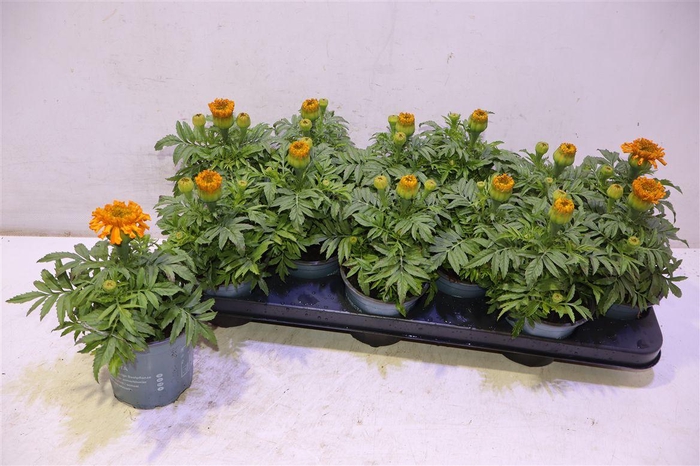 <h4>arr8 Tag Er Taish Orange</h4>