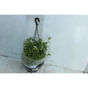 PORTULACA C21