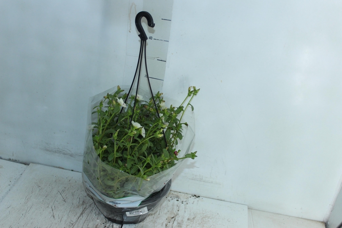 <h4>PORTULACA C21</h4>