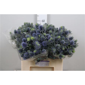 Eryn Supernova Qstar