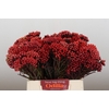 Kaaps Groen Red Brunia Medium