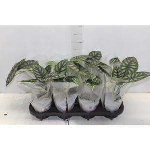 ALOCASIA DRAGON SCALE P12