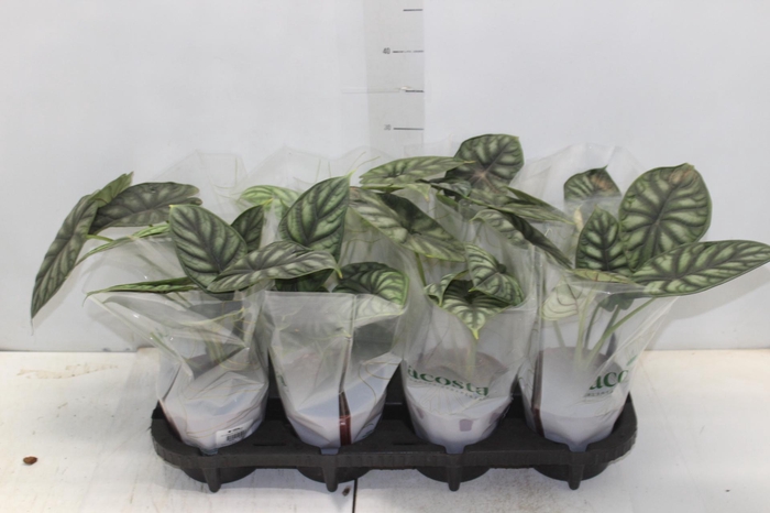 <h4>ALOCASIA DRAGON SCALE P12</h4>