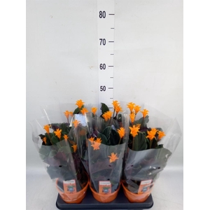 Calathea crocata 'Tassmania'