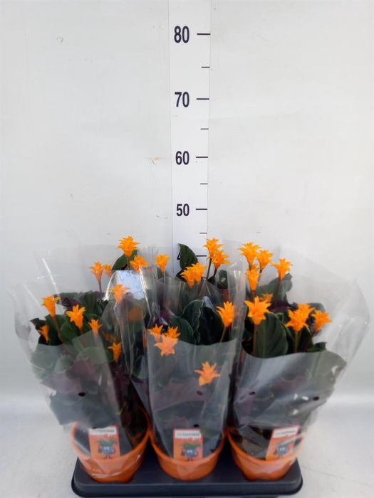 <h4>Calathea crocata 'Tassmania'</h4>