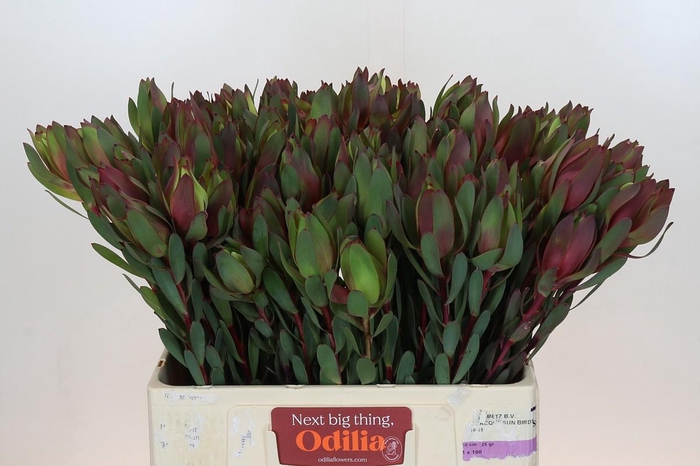 Leucadendron Senorita