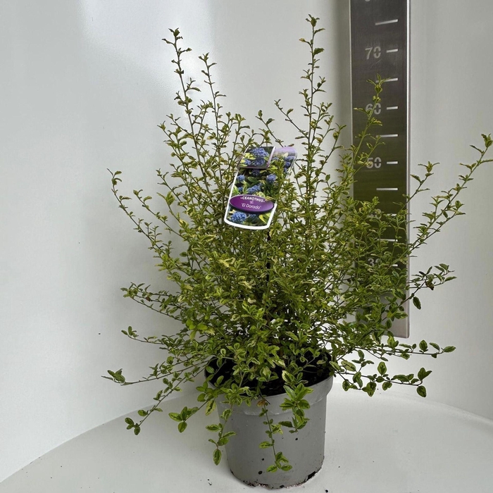 <h4>Ceanothus thyrsiflorus</h4>