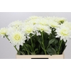 Dahlia Karma M. Zwaan