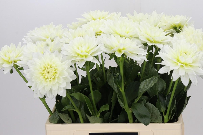 <h4>Dahlia Karma M. Zwaan</h4>