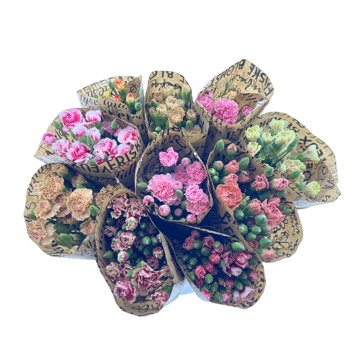 <h4>BQ Mono Tros Dianthus 10 stems</h4>