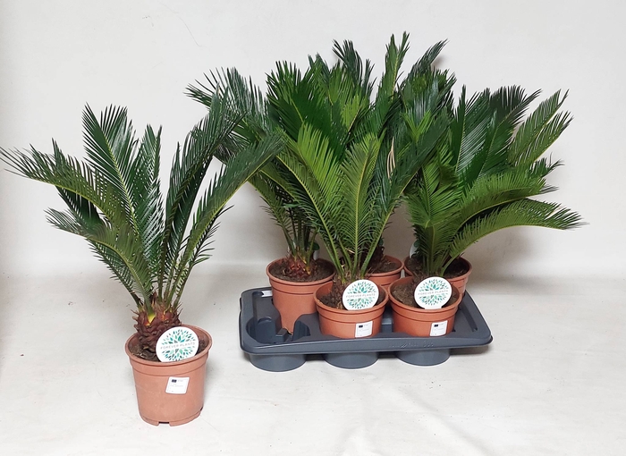 <h4>CYCAS REVOLUTA</h4>