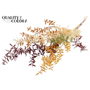 Ruscus 70cm 5 pc/bunch Pumpkin Spice (2x5 bunch/poly)