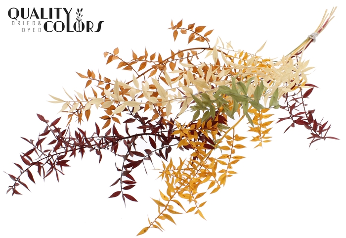 Ruscus 70cm 5 pc/bunch Pumpkin Spice (2x5 bunch/poly)