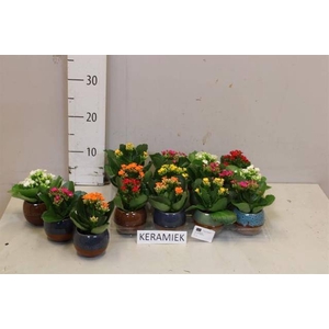 ARR KALANCHOE
