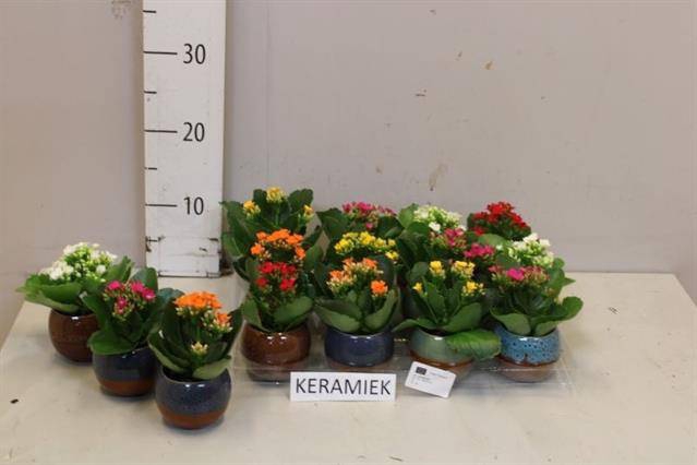 <h4>ARR KALANCHOE</h4>