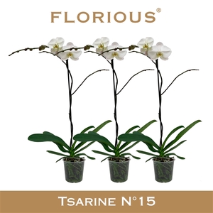 No15 Grandiflora 1-tak Wit