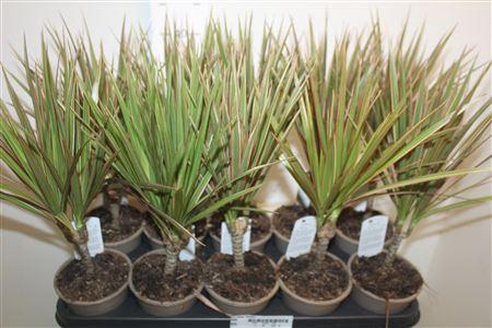 <h4>Dra Marg Bicolor</h4>