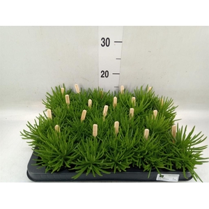 Senecio archeri 'Himalaya'