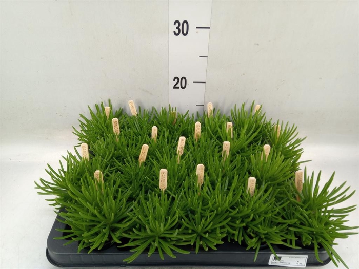 <h4>Senecio archeri 'Himalaya'</h4>