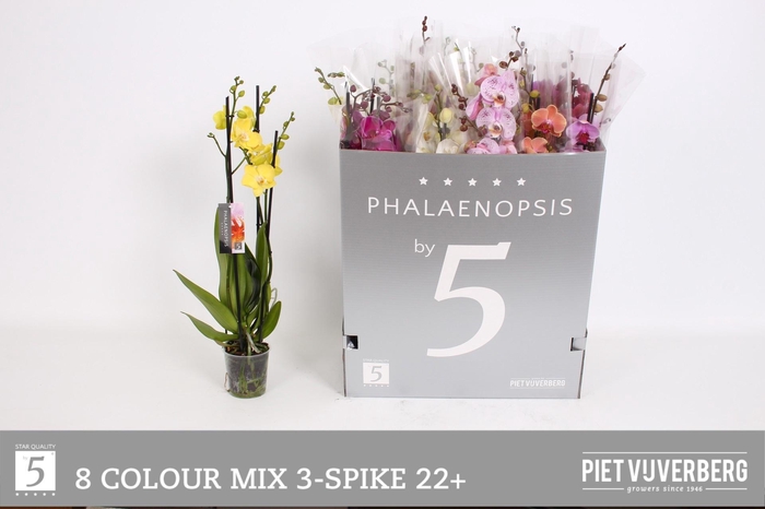 <h4>PHAL GEM 8 KL</h4>