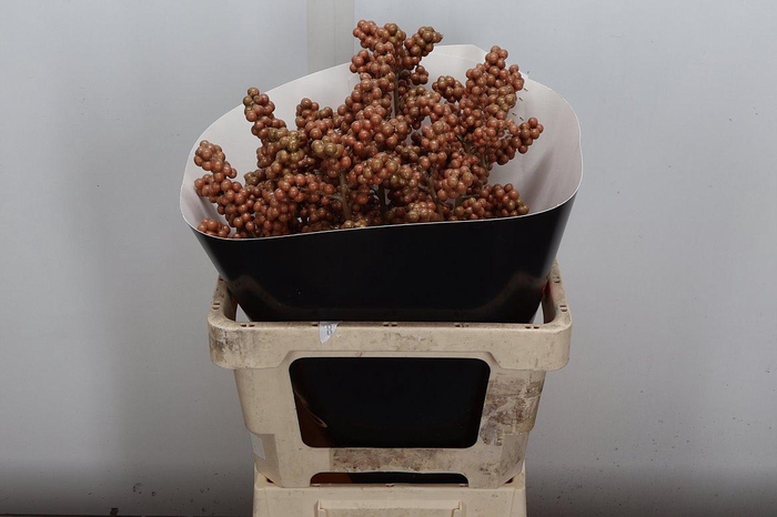 <h4>Ilex Wx Caramel Xl</h4>