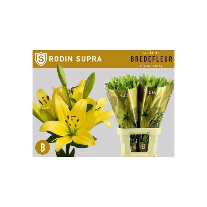 <h4>Li La Rodin</h4>