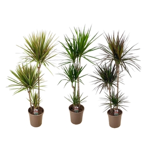 Dracaena marginata mix
