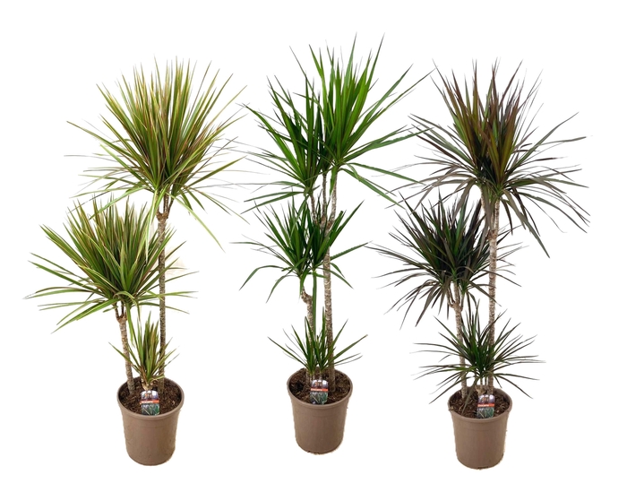 <h4>Dracaena marginata mix</h4>