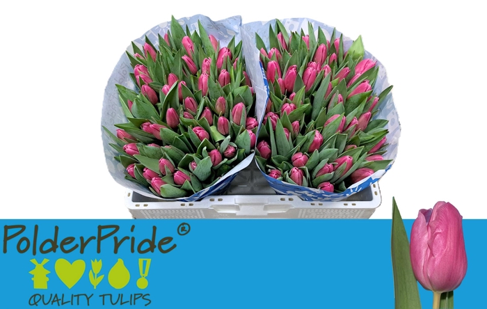 <h4>TU EN JUMBO PINK</h4>