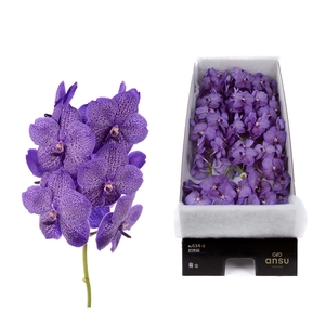 Vanda Lavender Sprinkles X16