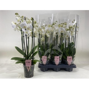 Phal An Inverness