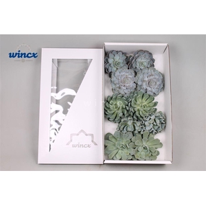 Echeveria Ice Mix (wincx) Cutfl (5 Spcs)