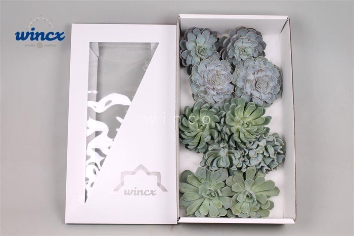 Echeveria Ice Mix (wincx) Cutfl (5 Spcs)