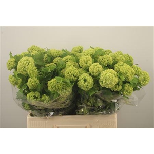 Viburnum Roseum St 4+